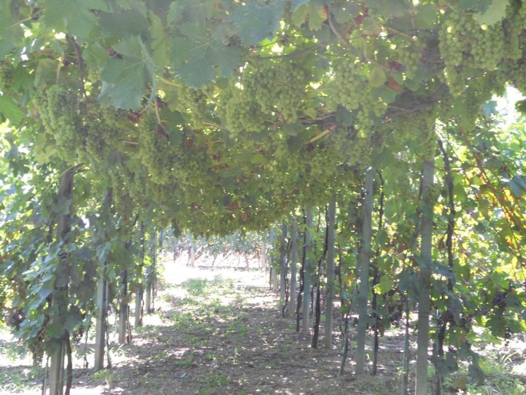 Farm stay La Collina Levanto
