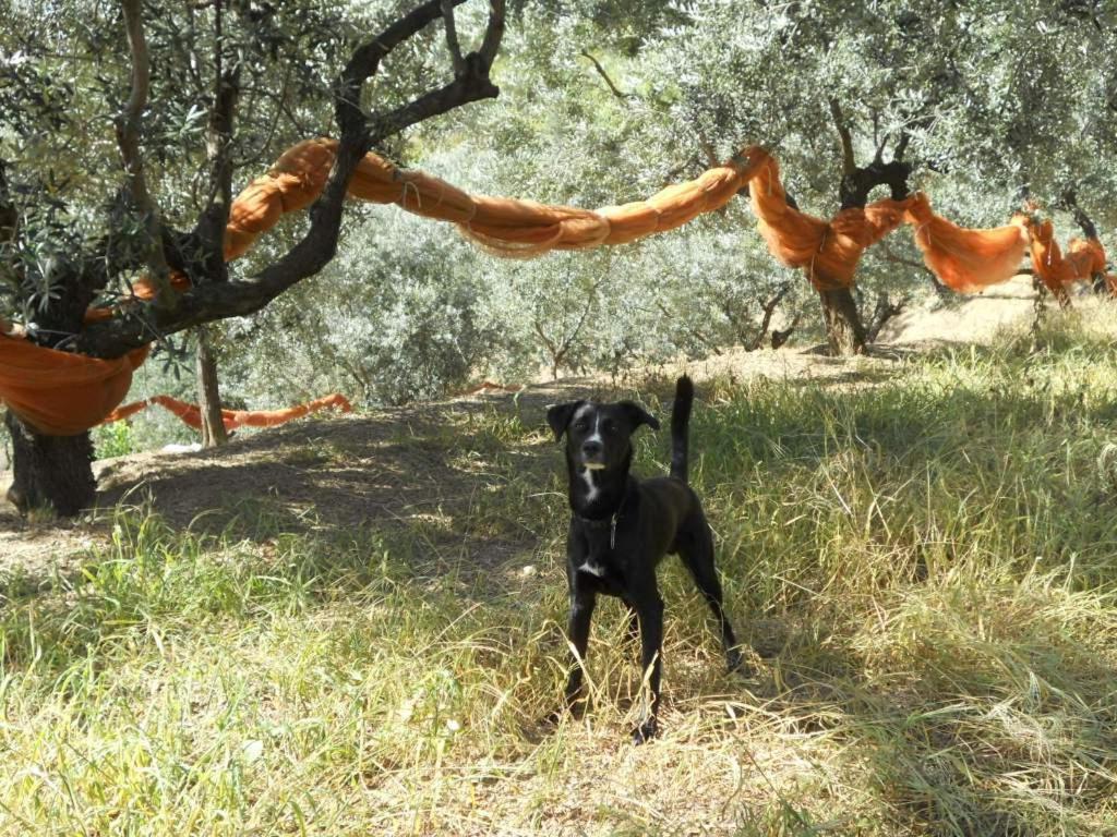 La Collina * Levanto
