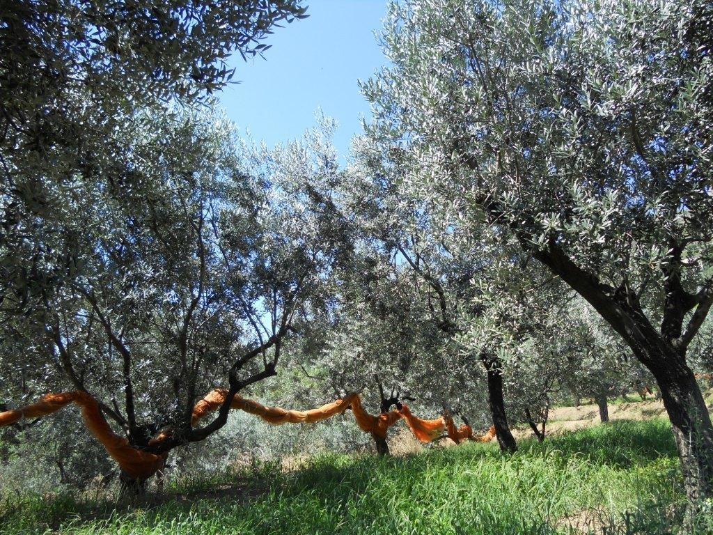La Collina * Levanto