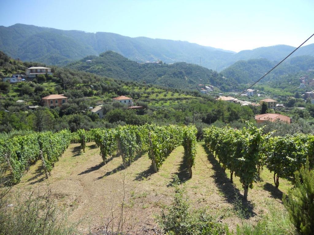 La Collina *